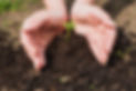 hands-planting.jpg