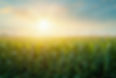 field-corn-with-sun-shining-through-clouds.jpg
