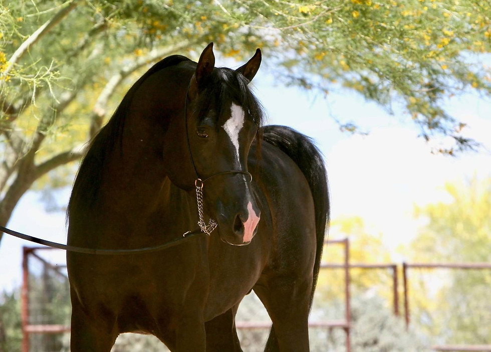 Thumbnail: AZ Chromium  -COOLED SEMEN