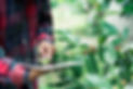 cropped-shot-modern-farmer-using-digital-tablet-examining-rotten-bad-quality-coffee-berrie