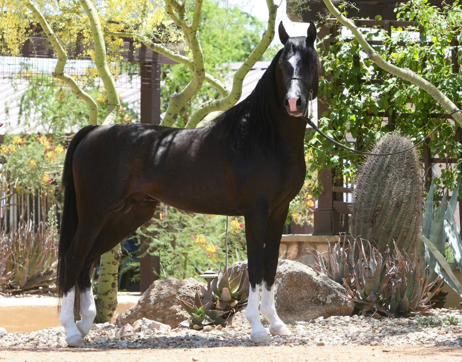 AZ Chromium -COOLED SEMEN