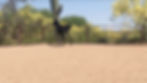 Thumbnail: AZ Royal Emir- FROZEN SEMEN