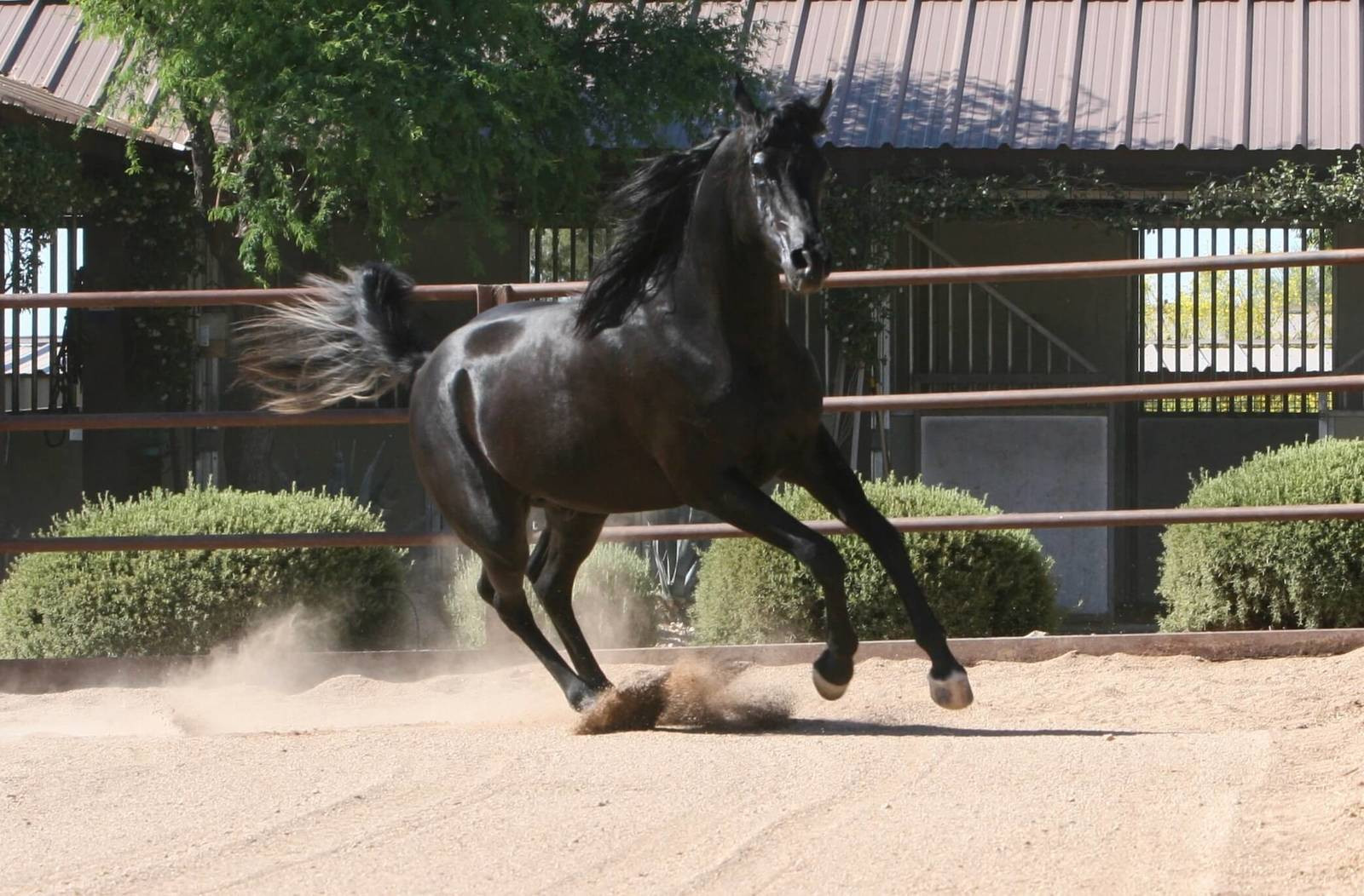 AZ Royal Emir -COOLED SEMEN