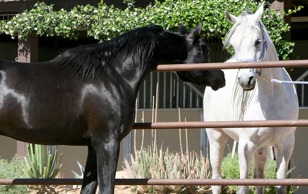 Thumbnail: AZ Royal Emir -COOLED SEMEN