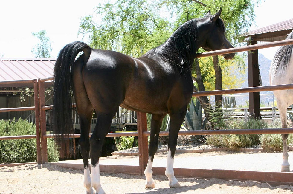 Thumbnail: AZ Chromium  -COOLED SEMEN