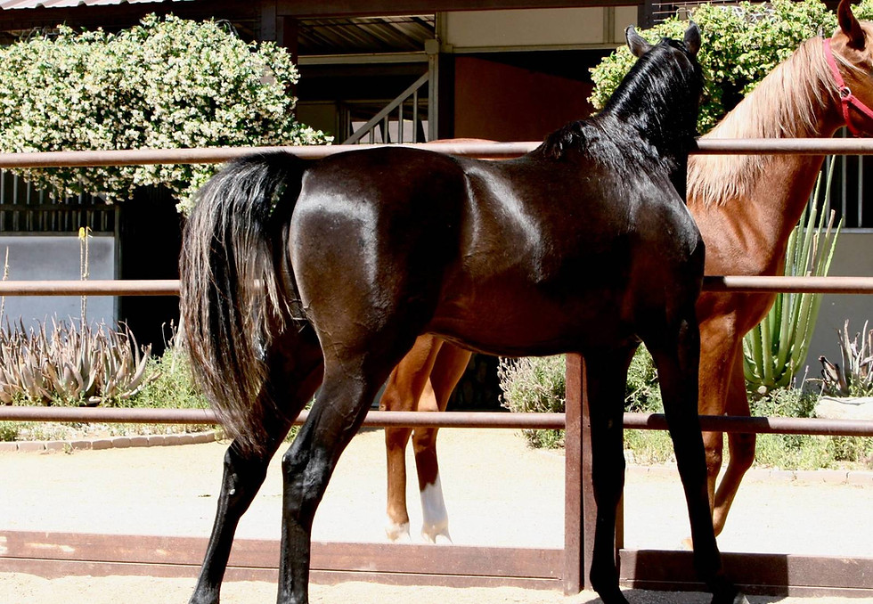 Thumbnail: AZ Royal Emir -COOLED SEMEN
