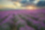 Tin Background.jpg