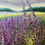 Thumbnail: LIMITED EDITION DOOR COUNTY FINE ART PRINTS COLLECTION  II
