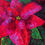 Miniatura: POINSETTIA I 