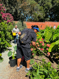 Guaiya Earth members gardening at Filoli Gardens