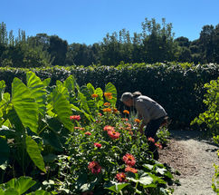 A Guaiya Earth member tends to a sun-soaked Pasifika plant patch at Filoli Gardens.