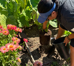 Guaiya Earth member plants taro.