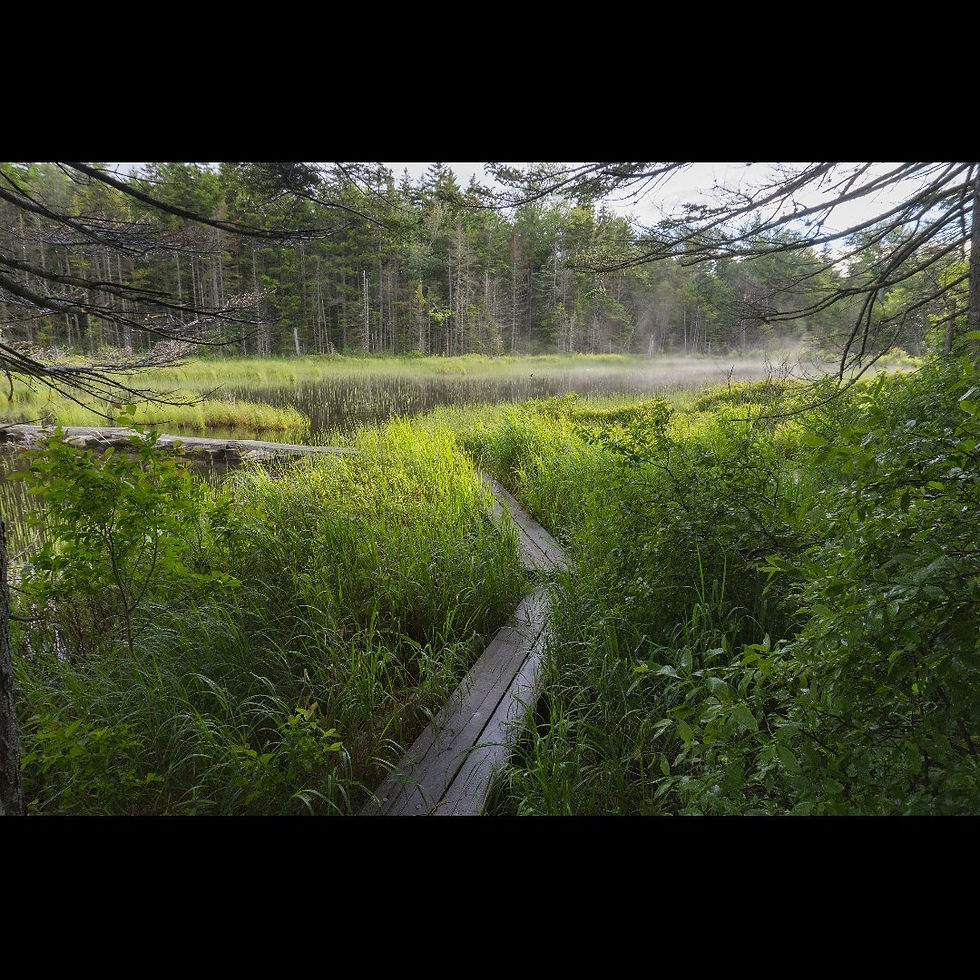 Pond planks of the North Shore Trail View of Stratton Mountain from the North Shore Trail off the Appalachian Trail and Long Trail in Vermont. The planks are wooden and slick and covered in wet plants. In the background a pine forest can be seen with mist coming off the water of the Stratton Pond.