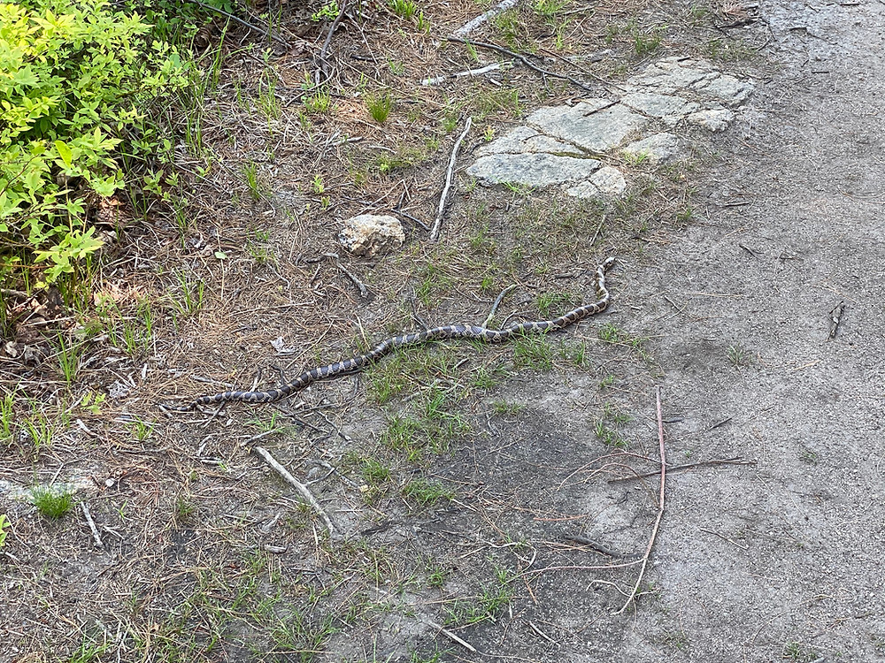 Stripped snake extended on a hiking trail