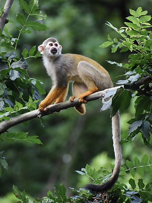 monkey-8078840.jpg