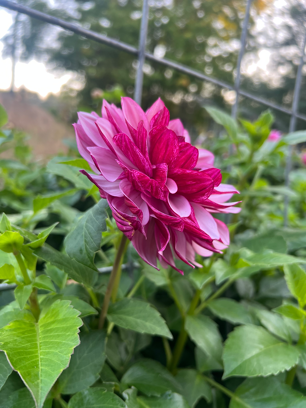 Thumbnail: CREME DE CASSIS 