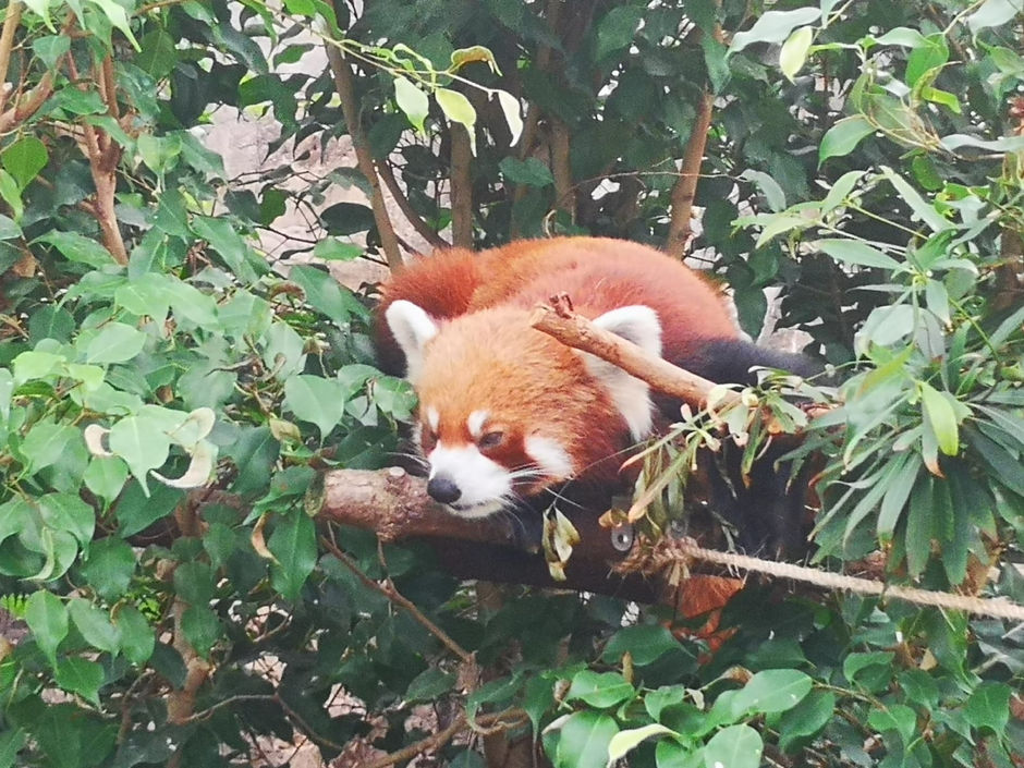 Red Panda, Panda