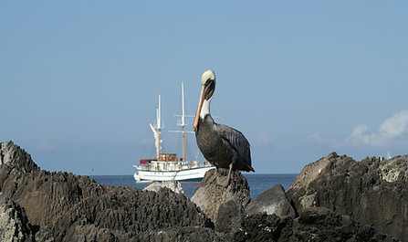 pelikan-1220313_1920.jpg