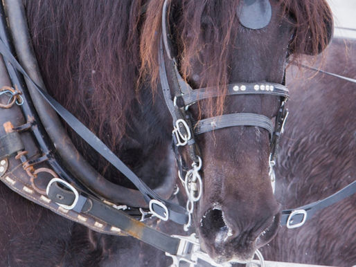 Clydesdales in Winter