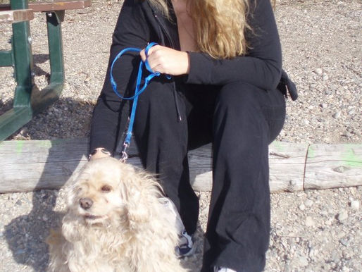 All the Dogs I've Loved Before: The Cocker Spaniel