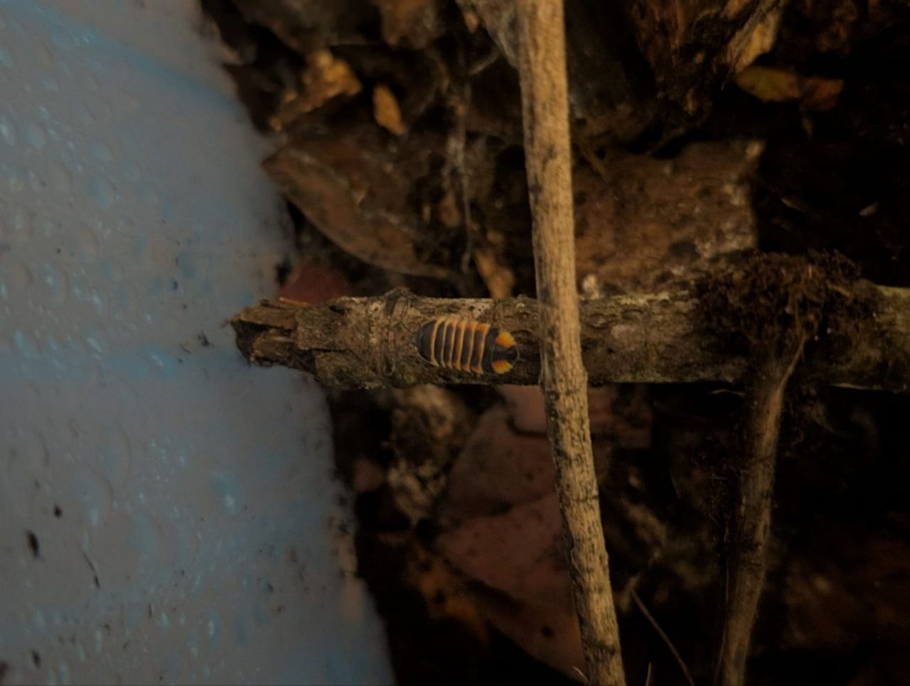ember bee isopods