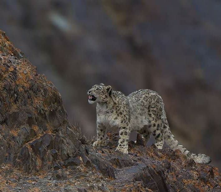 Snow_Leopard_Trails.5