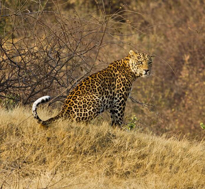 Rajasthan 5 ranthambore