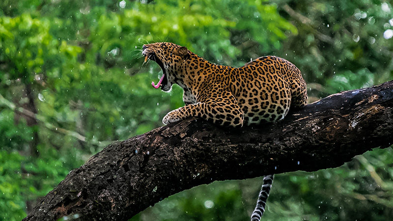 KABINI 5