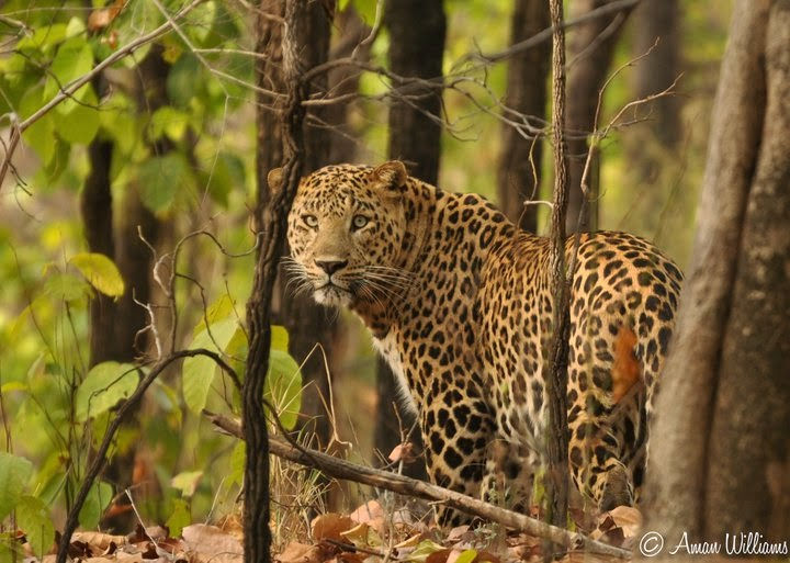Nature 5 bandavgarh