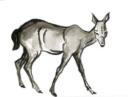 Animal drawing (Antelope)