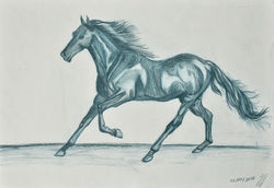 Animal Drawing (Horse)