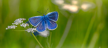 mazarine-blue-6405362_640.jpg
