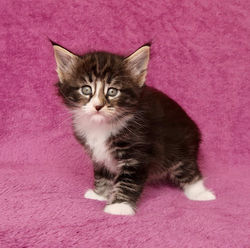 BR_ Miadore Bianca - female - n 09 22 _3