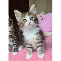 Kosmo_9semanas_B