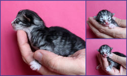 BR* Miadore Xerxeres