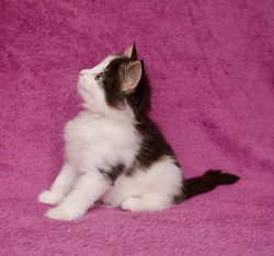 BR_ Miadore Bernardo - male - n 09 _3