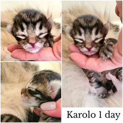 Karolo_01d