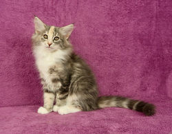 BR_ Miadore Cacilda - female - g 09 22 _