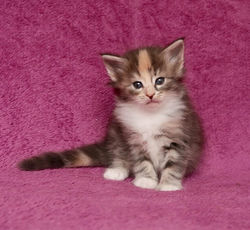 BR_ Miadore Cacilda - female - g 09 22 _