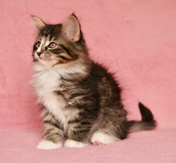 BR* Miadore Almerinda