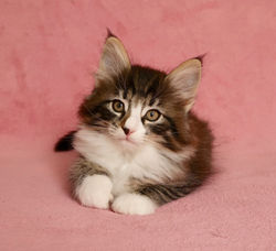 BR* Miadore Abelardo