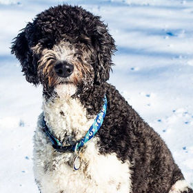 one good lookin schnoodle.jpg