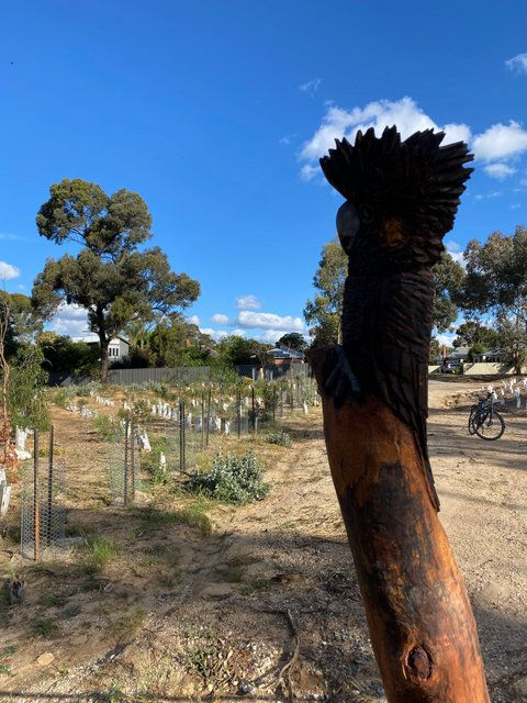 Riley St Natural Reserve Planting Event