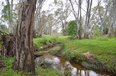 Cruise the Creek-great family day to celebrate Northern Bendigo Landcare's birthday!