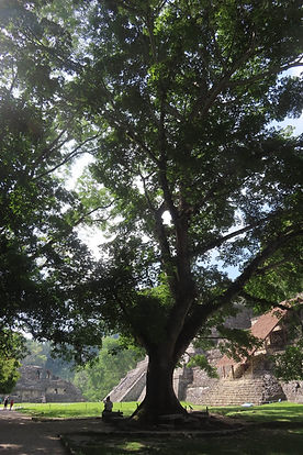 el arbol ceiba