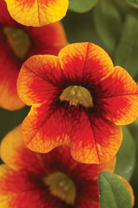 Calibrachoa Calibasket Corona