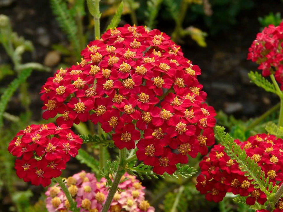 Achillea Paprika