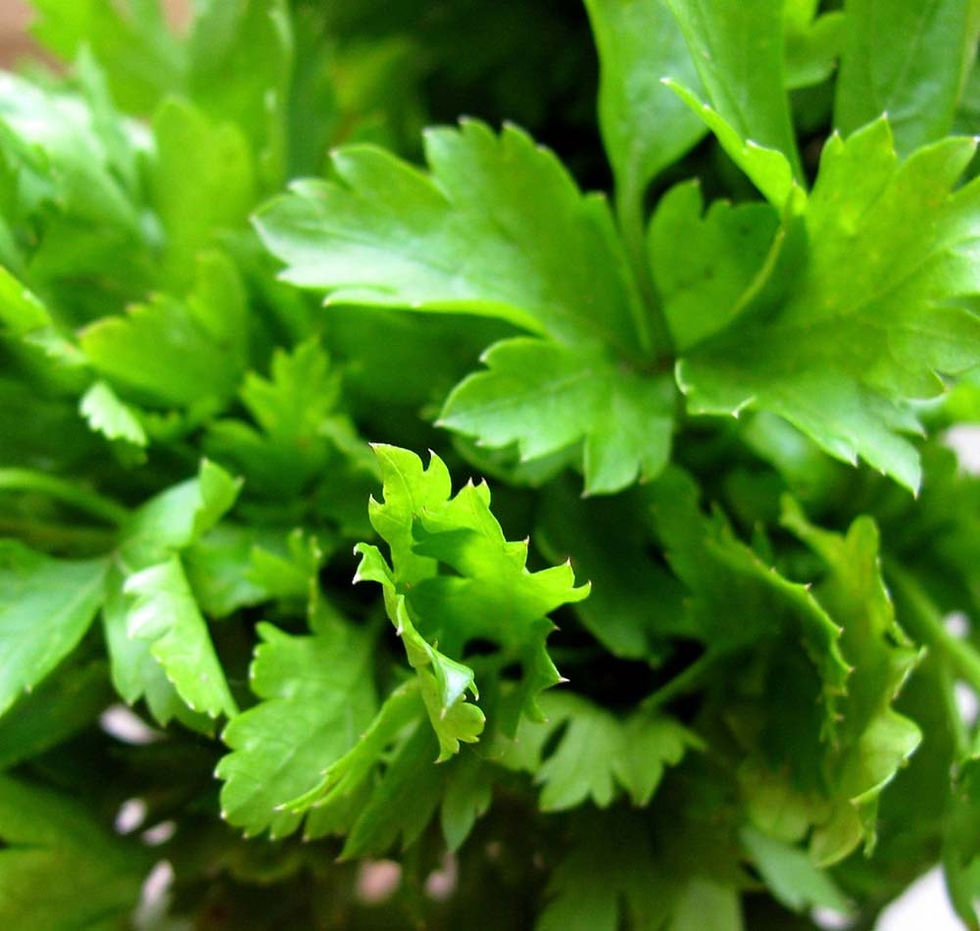 Parsley Italian