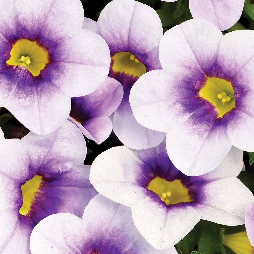 Calibrachoa Calitastic Ice Blue