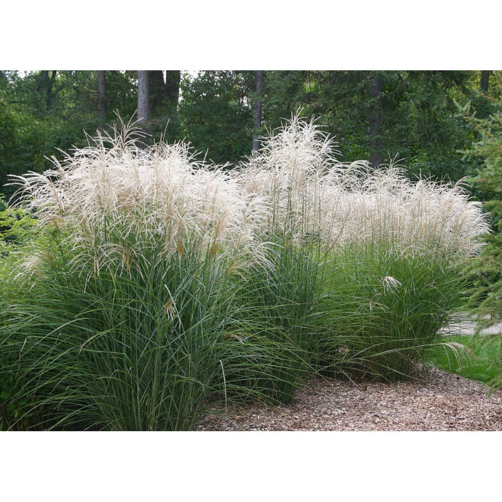 Miscanthus Graziella